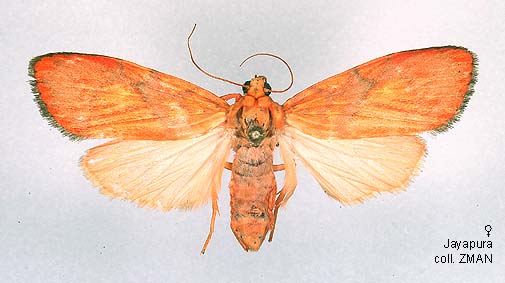 Praymon Insect Papua Insects Foundation (Lepidoptera/Erebidae(Arctiinae)/Cyme pyraula)